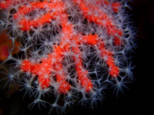 polype du corail