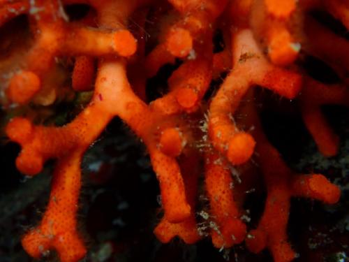 bryozoaire myriopora en agrandissant on aperçoit les lophophores, sorte de peigne permettant de capter la nourriture