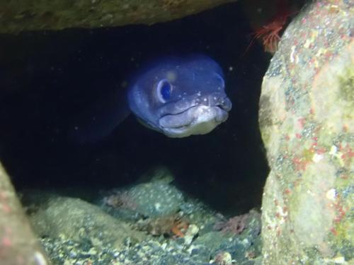 le congre nous saute au yeux, mais avez vous vu sa crevette nettoyeuse en haut à droite