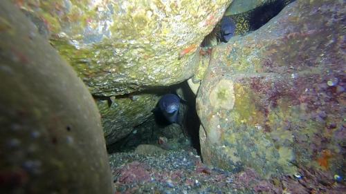 Et au dessus de la crevette avais tu vu la murène et le cérianthe
