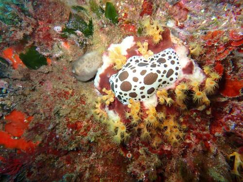 un doris dalmatien d'au moins 50 cm d'après JEF sur un éponge pierre. Ce qui est blanc c'est l'éponge pierre débarrassée de spicules et micro algues broutées par la limace. Où c'est rouge c'est pas encore broutée..