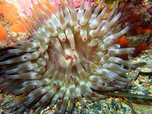 anémone charnue, admirez la bouche