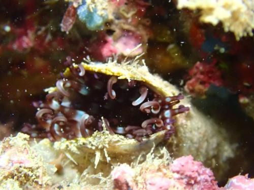 quelques grains de sable pour le tube de ce cnidaire qui semble être une  cérianthe -à conformer-
