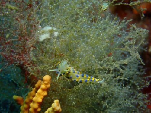 voilà donc ce nudibranche famille des Aeolidiens sur cet hydraire où il savoure les polypes