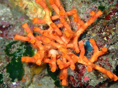 Bryozoaire appelé aussi faux corail. Agrandissez l'image et voyez ces petites plumes qui sont des lophophores.