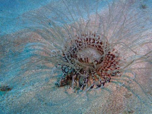 Cerianthe animal de la famille des cnidaires . C'est une sorte de méduse fixe portant une double couronne de tentacule. Elle est fixe enfoncée dans le sable.