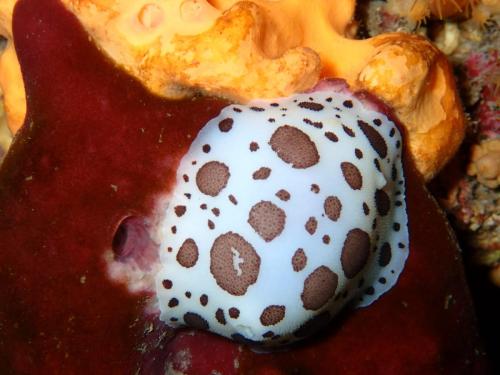 Notre doris dalmatiens sur son éponge pierre.