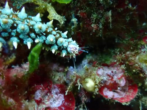 Regardez l'extrémité du bras avec ces  "tentacules tactiles"