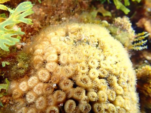 Un cladocore qui est notre corail de méditerranée . Famille des cnidaires donc des méduses. Les polypes que l'on voit dans chaque orifice circulaire sont en fait des méduses à l'envers. Pas urticant pour l'homme.