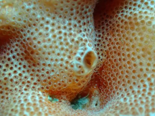 Dilemme orange. Ce n'est pas une éponge. Cet animal fait partie de la famille des ascidies. Les petits orifices sont inhalants amenant la nourriture contenue dans l'eau et les gros orifices sont exhalants donc rejette l'eau filtrée.