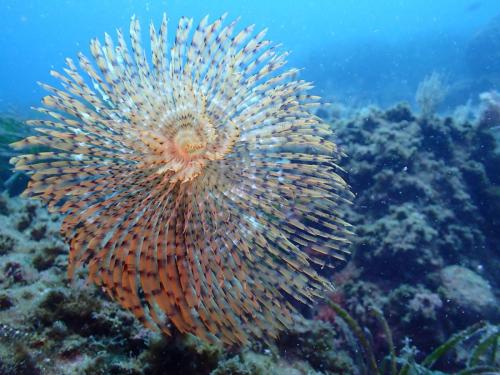 je rappelle que le spirographe et un ver annélidé tubicole. Il vit dans un tube et le panache que l'on voit en photo c'est la partie du ver qui va lui servir à capter les aliments planctoniques et les ramener vers sa bouche.