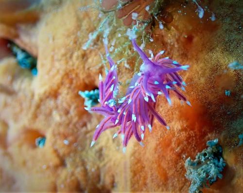 une coryphelle mauve. Mollusque nudibranche toujours sur son hydraire