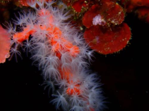 dans le même style et la même famille le corail rouge de méditerranée. Admirez les polypes blancs. c'est le coté vivant de cet animal. Famille des cinidaires