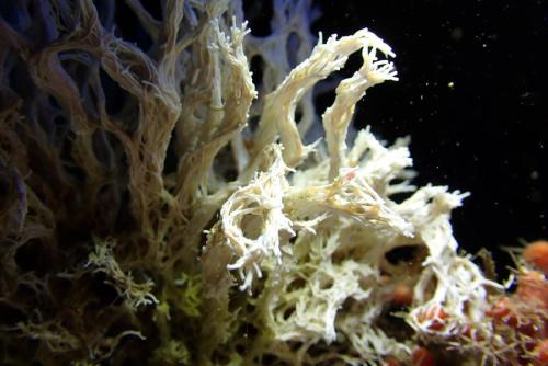 ceci est une salmacine . En fait c'est une colonie de vers  dont les tubes sont longs fins et fragiles. Regardez l'image suivant où en agrandissant on peut voir les bestiaux...dont une partie à l'extérieur capte la nourriture