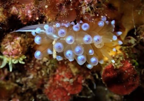 en fait c'est une limace qui porte un grand nombre de cérates gonflées semi transparentes. Les filets sombres que l'on voit au bout de chaque cérate bleue sont une partie des glandes digestives. Elle se nourrit de bryozoaire. Elle n'est pas adepte du parachute et si elle tombe c'est qu'un plongeur maladroit est passé par là.. pas bien