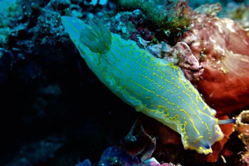 un coucou à notre doris géante où l'on distingue les rhinophores bleus au niveau de la tête. On aperçoit sur l'arrière le panache branchial(les branchies) qui forment le système respiratoire de l'animal. elle se nourrit d'éponges.