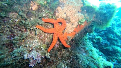 Alors il n'y a plus qu'à se rabattre sur des sujets plus faciles; des étoiles de mer