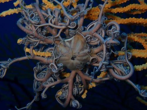 magnifique gorgonocéphale qui semble tout droit sorti d'un film de science fiction. Ces bras ramifiés et enroulés ne s'épanouiront qu'à la nuit tombée. On est là sur un animal de la famille des échinodermes cad famille des étoiles de mer et autres ophiures et oursins.