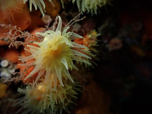 voilà un corail solitaire. cet animal fait partie de la famille des cnidaires, donc des méduses entre autre. Ces dernières pour se défendre et chasser ont des petites cellules urticantes à souhait qui sont des petites poches contenant une sorte de harpon trempé dans un produit plus ou moins urticant voir mortel. On nomme ces cellules "nématocystes"  Sur les tentacules au nombre de 96 environ, les petites verrues correspondent à des batteries de nématocystes...mais pas urticant pour l'homme.