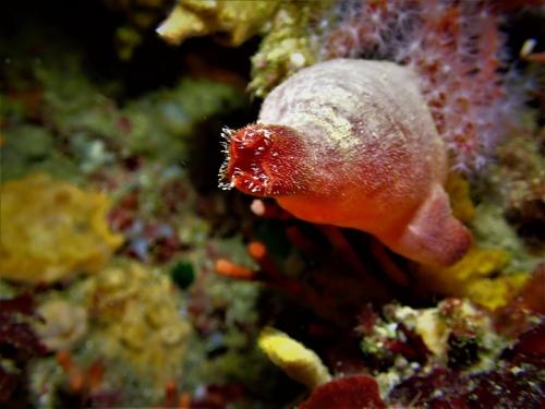l'ascidie rouge est très reconnaissable. Sa couleur est due à la présence algues rouges symbiotiques dans son manteau. Sa tunique est totalement propre et elle est due à des molécules antifouling qui empêchent d'autre organisme de se fixer.