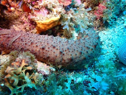 quelques holothuries...même famille que les étoiles de mer. Elles sont aussi appelés "concombre de mer. Ici une holothurie tubuleuse et une holothurie auréolée. Cette dernière peut à l'inverse de la tubuleuse se servir de " tubes de cuvier" pour engluer une éventuel agresseur