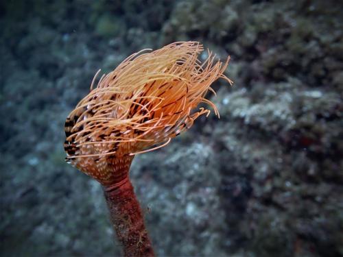 juste un peu décoiffé ce spirographe, qui est le plus grand des vers tubicole de méditerranée ...