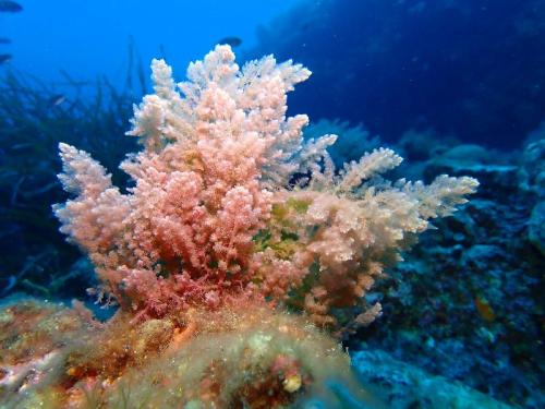 Il y avait sur le site des fourmigues pas mal de cette algue rouge, que l'on nomme Algue chevelue rouge, elle forme de beaux bouquet . Ces espèces de petits pompons cotonneux que l'on voit  montre que cette algue est dans l'une de ses phases de reproduction.