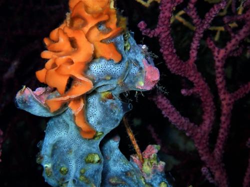 bryozoaire" rose des mers" sur une éponge bleue, le tout sur une gorgone. Chacun se bat pour coloniser son espace.