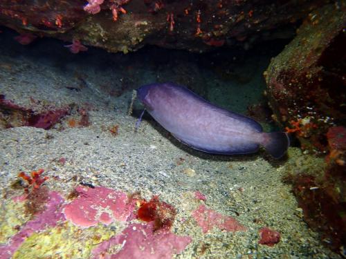 puis une mostelle, blessée sur le dessus de la tête. Un bon coup de dent visiblement