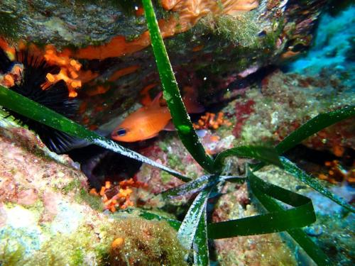 un petit apogon en passant. Ce poisson est aussi appelée castagnole rouge. Le soir il se disperse en pleine mer pour se nourrir de plancton. De jour on le voit en groupe à l'entrée des trous et grottes