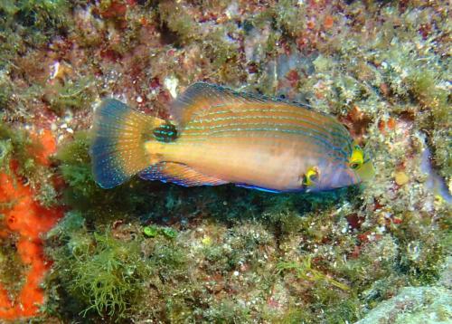 non,  nous ne sommes pas en mer rouge, mais ce crénilabre rouquié est une merveille de couleurs. Les marques bleues sur les nageoires désignent un mâle adulte.