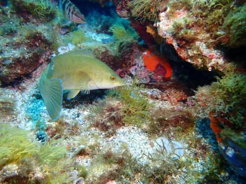ce labre vert semblait très intrigué par cette petite rascasse car ce poisson relativement fuyant est resté malgré la présence proche de l'appareil photo
