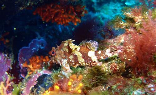 en regardant de nouveau mes photos, j'ai vu que j'avais également flashé un poisson qui semble être un peu plus rare. Il s'agit d'une rascasse de madère et différente dans ses lignes autant que les couleurs que notre rascasse commune rouge. 2 photos pour comparaison