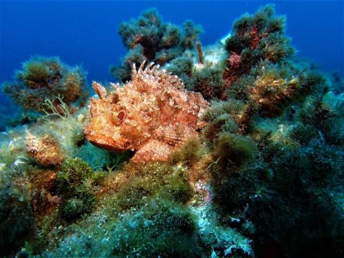 la rascasse de madère a des lignes sombres verticales par rapport à notre rascasse,  rouge plus ou moins selon la lumière mais rouge dans la soupe de poisson‍