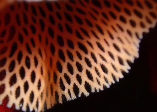 mon regard croise de la dentelle, magnifique bryozoaire dont ont aperçoit les petites plumes qui se nomment "  lophophores "