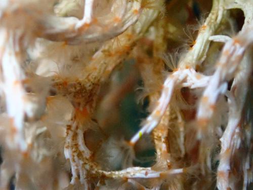 De la même famille que le spirographe, les tubes calcaires des salmacines sont longs et très fins. Les panaches comportent  2 lobes de 4 tentacules qui sont incolores sauf  la base qui est jaune ou rougeâtre.