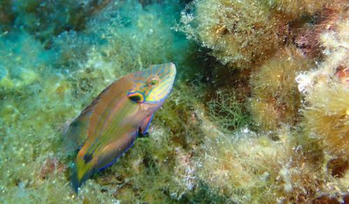 très rapidement nous sommes accueillis avec ma palanquée par l'un des poissons le plus coloré, le crénilabre méditerranéen ou crénilabre rouquié. Je suis amoureux de cette tache sur la nageoire pectorale. Les lignes bleues irisées apparaissent sur le corps du mâle en période de reproduction...
