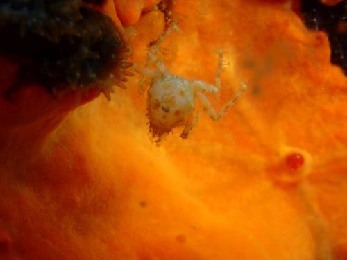 un mini crabe mort reste accroché dans le vide de l'élément liquide...personne n'en veut...il semble accroché à une anémone??