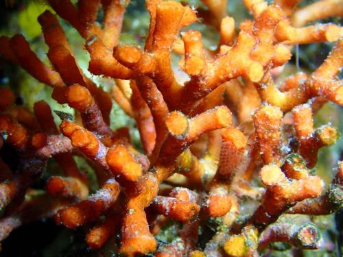 le faux corail, myriapora truncata. Agrandissez pour voir les lophophores, qui sont les espèces de petites plumes.