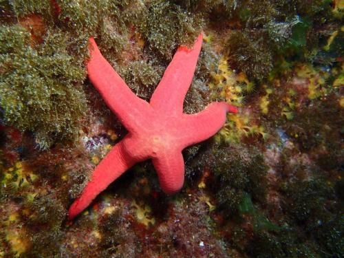 étoile de mer rose...pour les filles et sa plaque madréporique bien visible