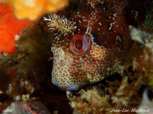 En regardant de nouveau mes photos car par la suite je les identifie en texte sur la photo, j'ai omis de vous mettre cette photo aussi jolie qu'intéressante. Il s'agit d' un cabot qui est l'une des plus grande blennie de méditerranée. Les yeux rouges et les tentacules supra-oculaires "en sapin" sont caractéristiques de l'espèce