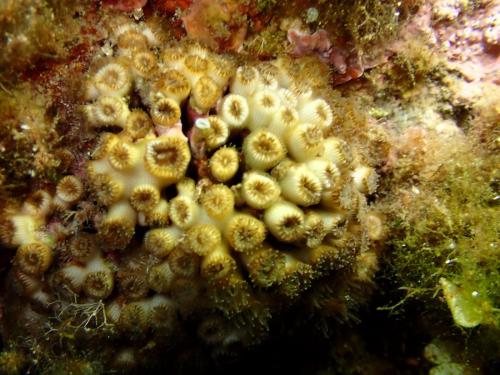 ce cladocore est un peu notre corail méditerranéen , famille des cnidaires donc des méduses, on peut voir sur l'un deux les polypes sortis(flèche) qui en font une méduse à l'envers. Pas urticant pour l'homme