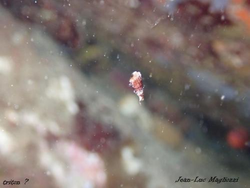 très curieux, ce qui semble être un bébé triton pélagique, car il était en pleine eau et flottait littéralement