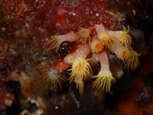 Puisqu' une jolie princesse nous accompagnait, on lui dédie cette première photo d'axinelles alias " Parazoanthus axinellae "dont les "tiges" de ces fleurs semblent s'être recouvertes de diamant