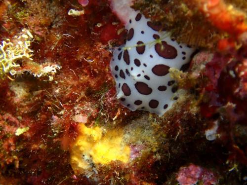 un petit doris dalmatien nous a fait signe au passage