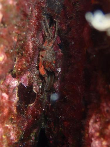 et derrière dans une faille sorte de petit crabe non identifié