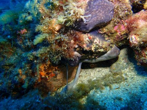 éponge grise qui coule… c'est un des modes de reproduction chez cet animal
