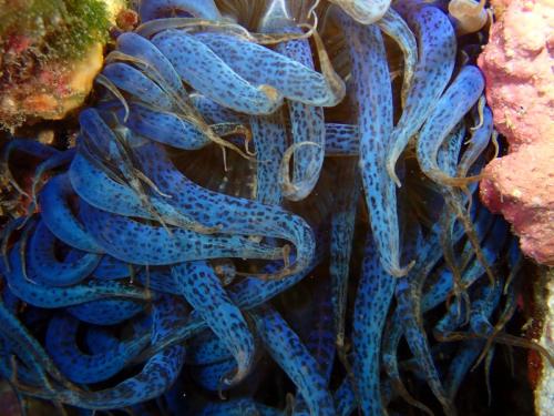 une aptaisie verte mais là elle était bleue??