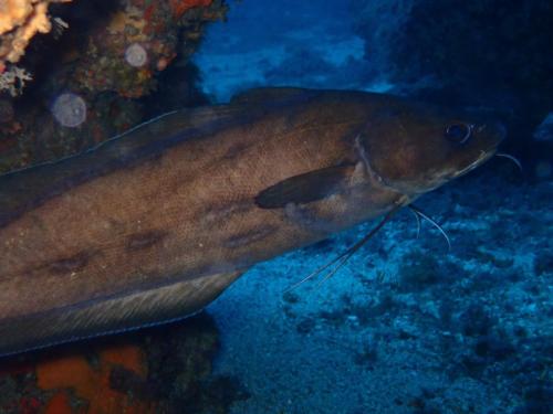 une petite mostelle qui a tenté d'échapper à la photo