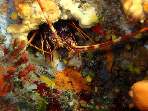ptiote langouste… merci jf